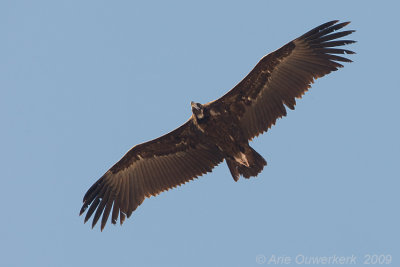 Monniksgier - Cinereous Vulture - Aegypius monachus