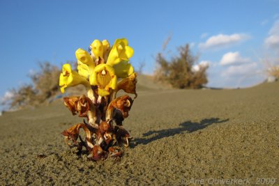 'Woestijnbremraap' - Desert Broomrape - Cistanche tubulosa