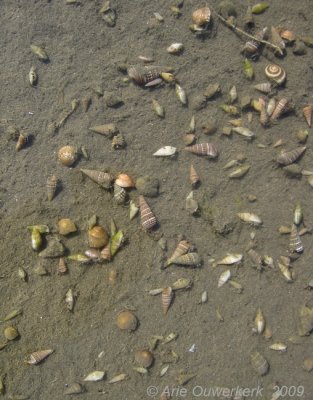 Hermit crabs in marine gastropods mollusks