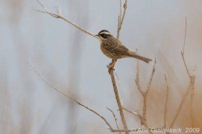 Radde's Accentor - Steenheggenmus - Prunella ocularis