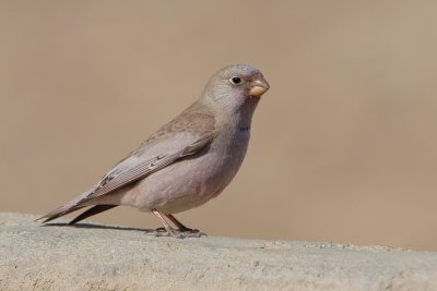 Trumpeter Finch - Woestijnvink - Bucanetus githagineus