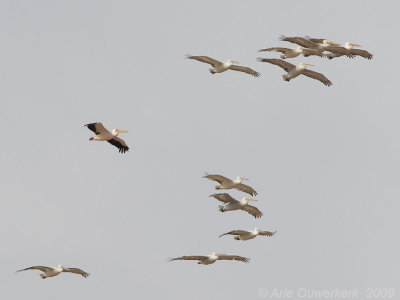 Great White Pelican - Roze Pelikaan - Pelecanus onocrotalus