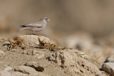 Trumpeter Finch - Woestijnvink - Bucanetus githagineus