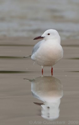 Slender-billed Gull - Dunbekmeeuw - Larus genei