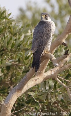 Peregrine Falcon - Slechtvalk - Falco peregrinus