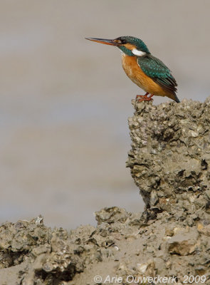 Common Kingfisher - IJsvogel - Alcedo atthis