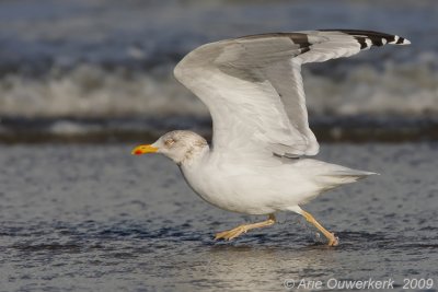 'Omissus' Herring Gull - 'Geelpotige' Zilvermeeuw - Larus argentatus 'omissus'