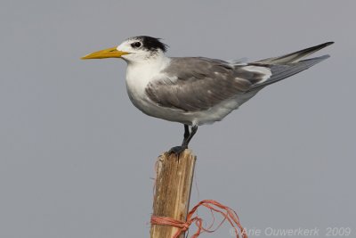 Greater Crested Tern - Grote Kuifstern - Sterna bergii