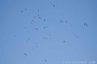 Flock of Black-eared Kites