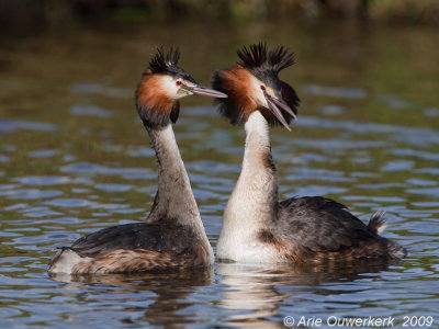 Great Crested Grebe - Fuut - Podiceps cristatus