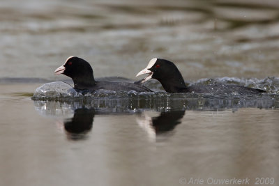 Eurasian Coot - Meerkoet - Fulica atra