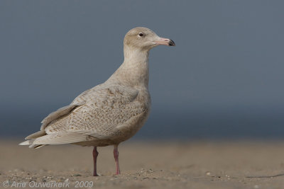 Glaucous Gull - Grote Burgemeester - Larus hyperboreus