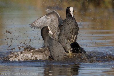 Eurasian Coot - Meerkoet - Fulica atra