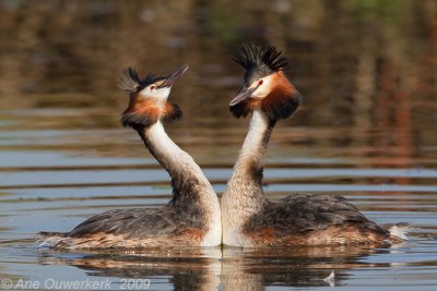 Great Crested Grebe - Fuut - Podiceps cristatus