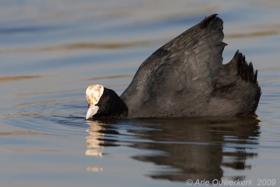 Eurasian Coot - Meerkoet - Fulica atra