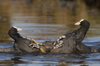 Eurasian Coot - Meerkoet - Fulica atra