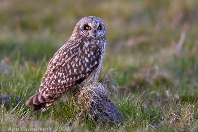 Short-eared Owl - Velduil - Asio flammeus