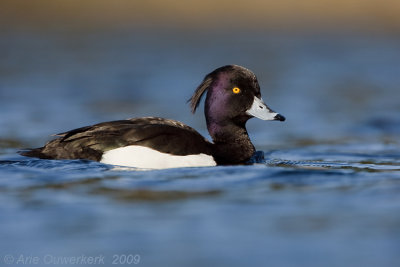 Tufted Duck - Kuifeend - Aythya fuligula