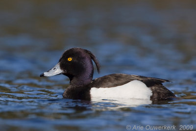 Tufted Duck - Kuifeend - Aythya fuligula