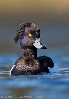 Tufted Duck - Kuifeend - Aythya fuligula