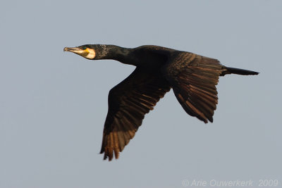 Great Cormorant - Aalscholver - Phalacrocorax carbo