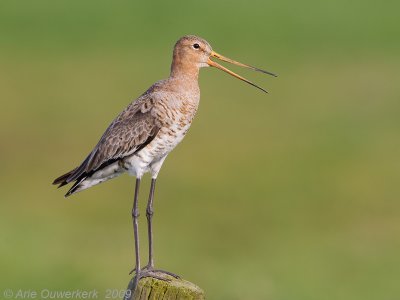 Black-tailed Godwit - Grutto - Limosa limosa