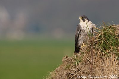 Peregrine Falcon - Slechtvalk - Falco peregrinus