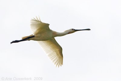 Eurasian Spoonbill - Lepelaar - Platalea leucorodia