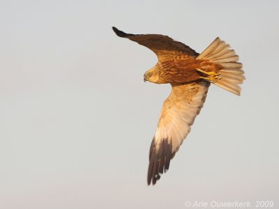 Western Marsh Harrier - Bruine Kiekendief - Circus aeruginosus