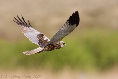 Western Marsh Harrier - Bruine Kiekendief - Circus aeruginosus