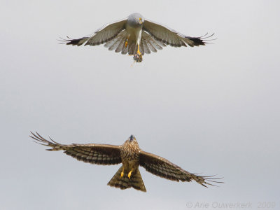 Hen Harrier - Blauwe Kiekendief - Circus cyaneus