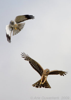 Hen Harrier - Blauwe Kiekendief - Circus cyaneus