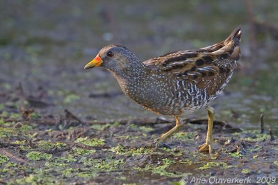 Spotted Crake - Porseleinhoen - Porzana porzana