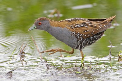 Baillon's Crake - Kleinst Waterhoen - Porzana pusilla