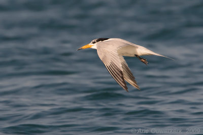 Taiwan, the Chinese Crested Tern-adventure