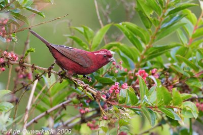 Vinaceous Rosefinch - Wijnroodmus - Carpodacus vinaceus