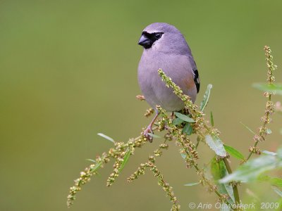 Beavan's Bullfinch - Grijskopgoudvink - Pyrrhula erythaca