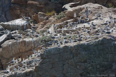 Practicing your birding skills; finding Chinese Crested Tern