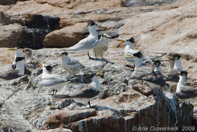 3 adults and 2 juveniles Chinese Crested Terns
