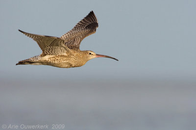 Eurasian Curlew - Wulp - Numenius arquata