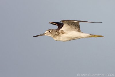 Common Greenshank - Groenpootruiter - Tringa nebularia