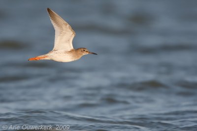 Common Redshank - Tureluur - Tringa totanus