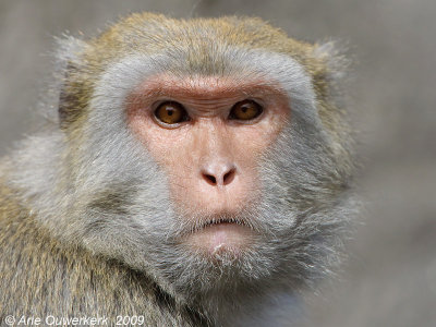 Formosan Rock Macaque - Taiwanese Makaak - Macaca cyclopsis