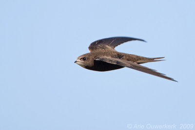 Common Swift - Gierzwaluw - Apus apus