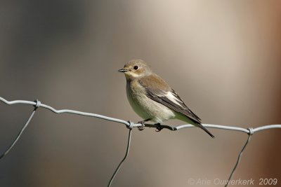 European Pied Flycatcher - Bonte Vliegenvanger - Ficedula hypoleuca