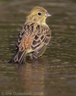 Yellowhammer - Geelgors - Emberiza citrinella