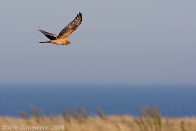 Montagu's Harrier - Grauwe Kiekendief - Circus pygargus