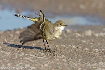 Grey-headed Wagtail - Noordse Kwikstaart - Motacilla thunbergi