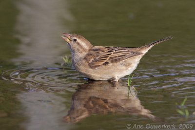 House Sparrow - Huismus - Passer domesticus