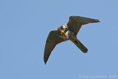 Eurasian Hobby - Boomvalk - Falco subbuteo